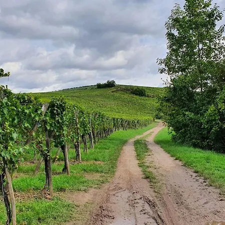 Duplex Le 12 - Avec Terrasse Dans Le Vignoble - 5 Mn Du Centre De Colmar Lägenhet